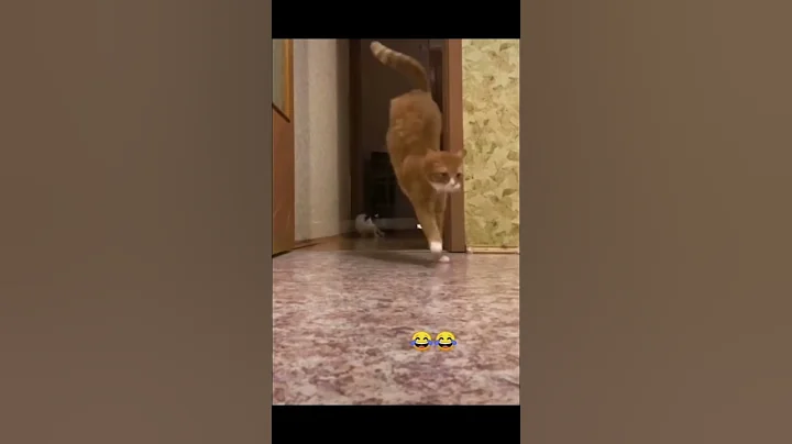 Video 11583341: cat fails funny pets, cats funny pets animals, cat pets cute animals