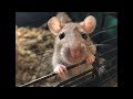 OUR ADORABLE PET RATS (So cute!)