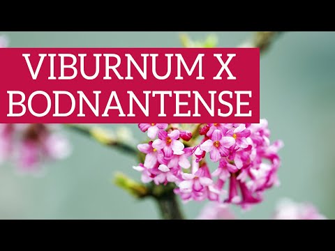 Video: I fiori di viburno sono commestibili?