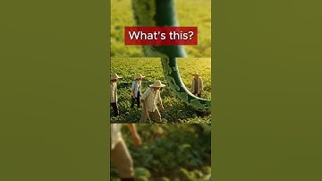 Massive Python Unleashed: Watch Its Incredible Size! -4