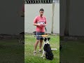 P2 Melhore o Senta com Esse Comando! 🐶👌#shorts #veterinario #cachorro #adestramento #obediência
