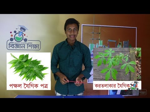 ভিডিও: প্রসারিত কাদামাটির মৌলিক বৈশিষ্ট্য এবং ভগ্নাংশ