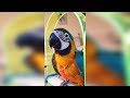 Dina a baby macaw parrot growing up
