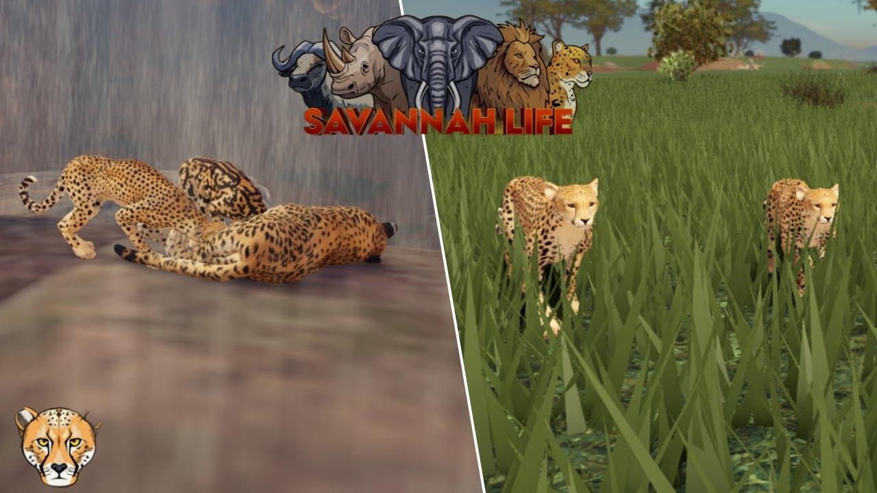 Cheetah Hunts The Entire Server ⏐ Savannah Life Roblox 🐆