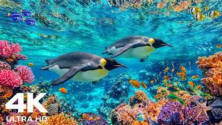 Dive Into the Underwater World 4K ULTRA HD  | Stunning Coral Fish & Relaxing Music for Sleep#2