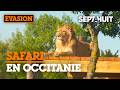 Réserve de Sigean : un goût d'Afrique ? | Sept à Huit