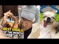 Top Viral Videos Of The Month - February 2019