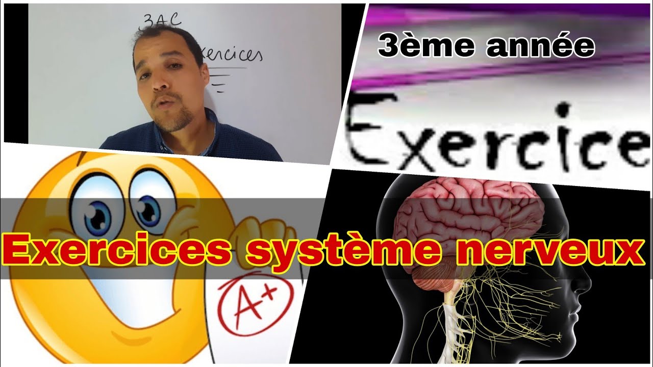 Exercices le système nerveux 3ème année