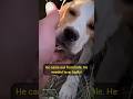 all of a sudden... he trusted the person #rescuestories #rescue #dog #rescueefforts