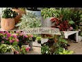 A calm walk through  of our patio filled with plants  container garden tour