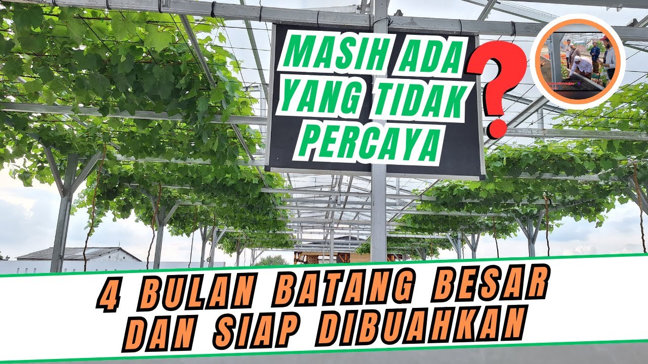 BISA DIBUKTIKAN‼️ 4 BULAN BATANG POHON ANGGUR SUDAH BESAR SEMUA DAN SIAP DIBUAHKAN KOK BISA?
