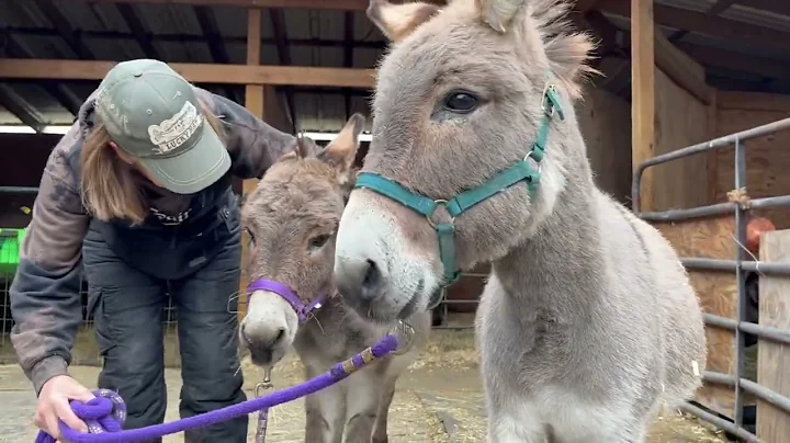 Two precious mini boys, halters and leads, very sw...