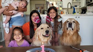 Golden Retriever Gordie first Birthday | Oshie's World by Oshies World 6,519 views 2 years ago 3 minutes, 1 second