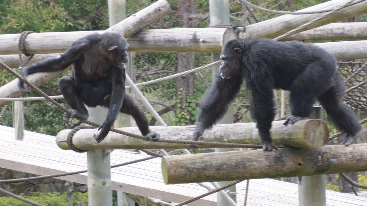 ななサル New Year] When we gave a monkey a New Year's gift, it jumped for