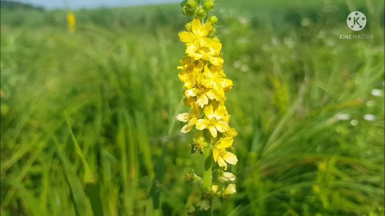 Репешок обыкновенный - растение, которое может избавить от полипов ...
