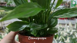 Ласкавспатифіллум Алана