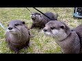 カワウソこむぎ、他のカワウソカフェに遊びに行ってみた！ Otter Komugi went to another otter cafe to make friends!