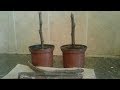 زراعة شجرة البلاكمين |الكاكي| عن طريق العقل| How to grow Persimmon trees