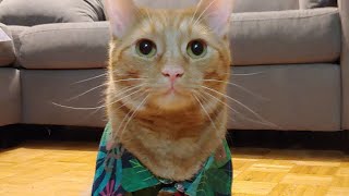 Famous Does anyone else's cat do this? | Calcifer the Cat Net Worth