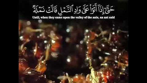 ماتيسر من سورة النمل - القارئ أنس بن عادل الجهني
