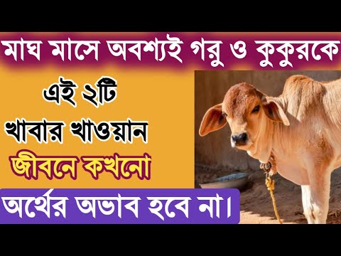 মাঘ মাসে অবশ্যই গরু ও কুকুরকে এই ২টি খাবার খাওয়ান জীবনে কখনো অর্থের অভাব হবে না। Facts Explained