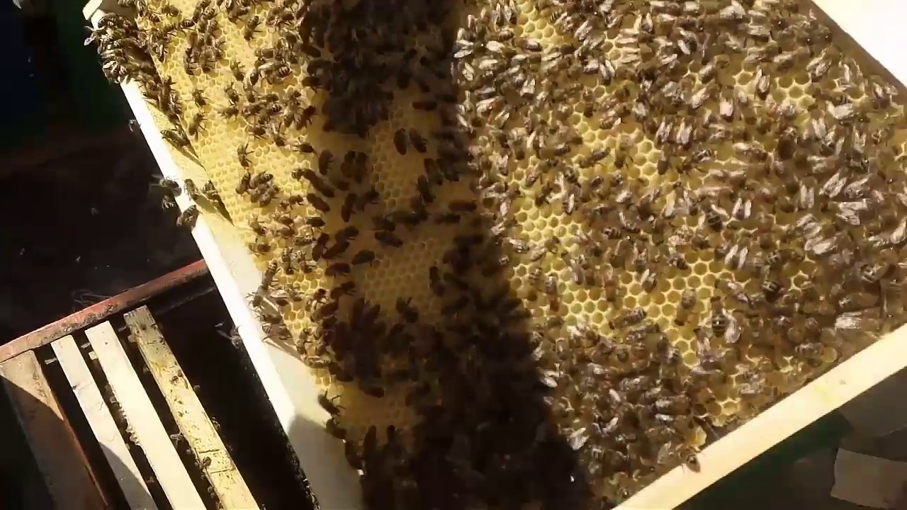 Пчелы!!!! Ставим вощину!! Весна .сады