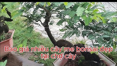 Đi Chợ Cây Bonsai | Báo Giá Nhiều Cây Đẹp Giá Rẻ Hợp Lý – Đặc Biệt Cây Me Bonsai#bonsai #caycanh