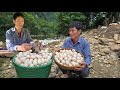 Harvests Great: Harvesting Duck Eggs From fishermen Go To The Market Sell - Take Care Of The Pet