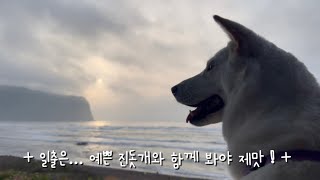 일출은… 예쁜 진돗개와 함께 봐야 제맛! (제주도 한달살기 EP. 17)