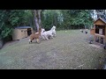 Bobcat going for our chickens