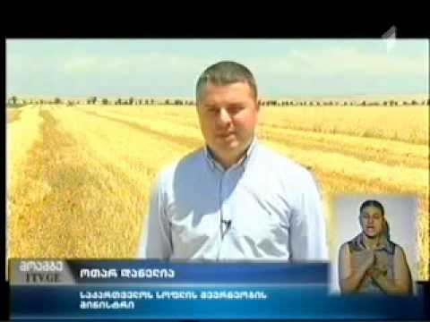 ხორბლის ჯიშების გამოცდა კახეთში