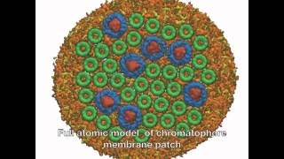 Photosynthetic Membrane Simulation