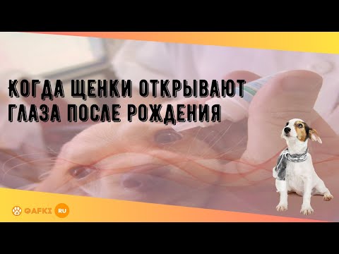 Видео: Может ли тротуар носить ногти собаки?