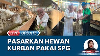 SPG Cantik Jual Hewan Kurban di Peternakan Domba Wonosobo, Tertutup Pakai Gamis: Laku 5 Ekor Sehari