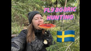 Swedish forest №10: Where to find Fly Agaric ( Amanita Muscaria) in Sweden