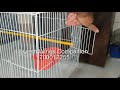 Bird Cage (2 feet) available