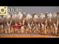 شيلة منقية المواط 1436 2015 شيلة منقية المواط 1436 2015