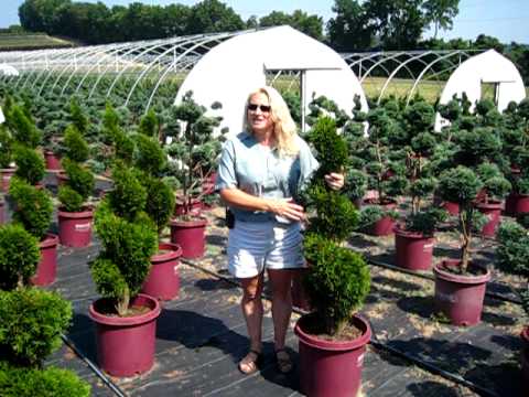 Lakeview Nurseries Topiary Garden Art You Lakeview Nurseries Topiary Garden Art