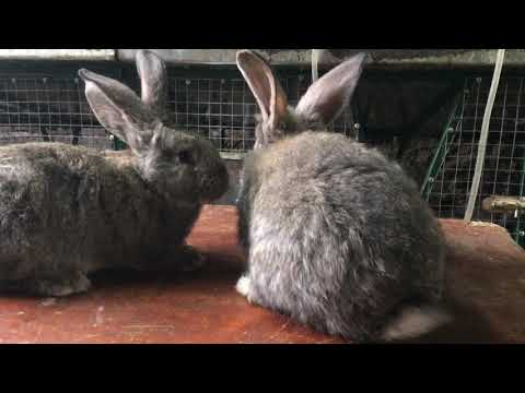 გერმანული რიზენის ბაჭიები