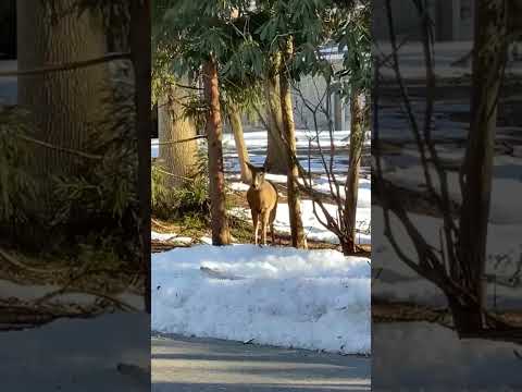 Видео: Лесной олень