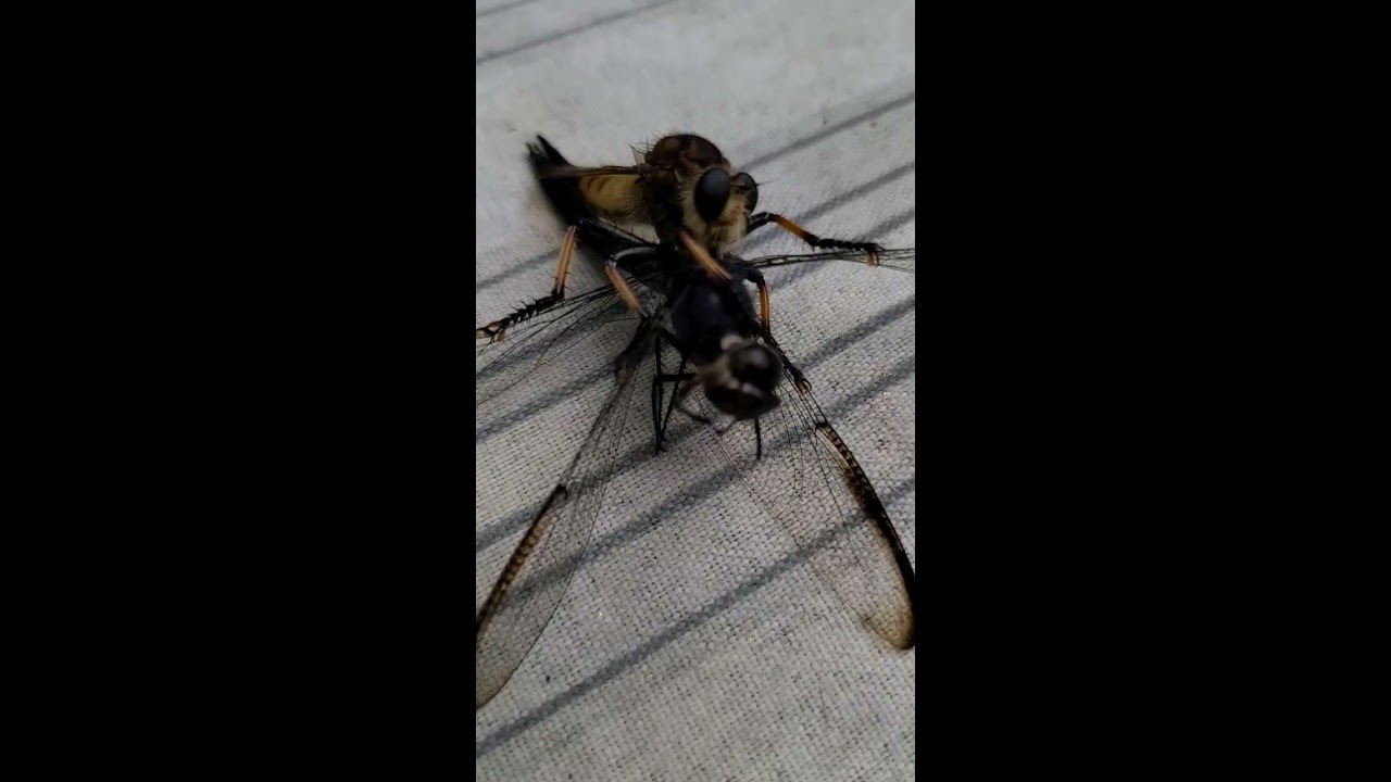 Robber Fly Vs Dragonfly