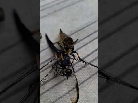 Robber Fly Vs. Dragonfly