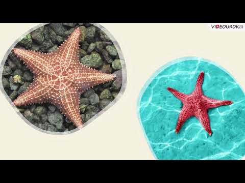 Видеоурок для начальных классов «Подводный мир и его обитатели»