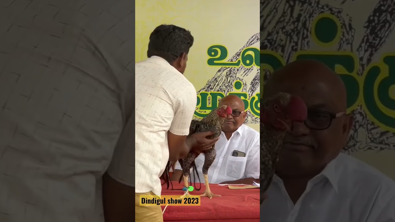 Parrot beak long tail male. DAO WAO aseel exhibition.