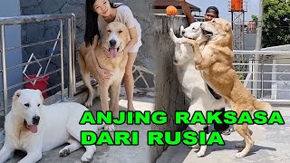 SEREM BANGET ANJING RAKSASA DARI RUSIA - ALABAI THE CRUSHER DOG