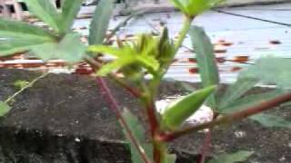 Terrace vegetable farming