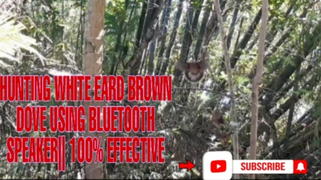 HUNTING WHITE EARD BROWN DOVE USING BLUETOOTH SPEAKER || 100% EFFECTIVE || BUHAY MANGANGATI