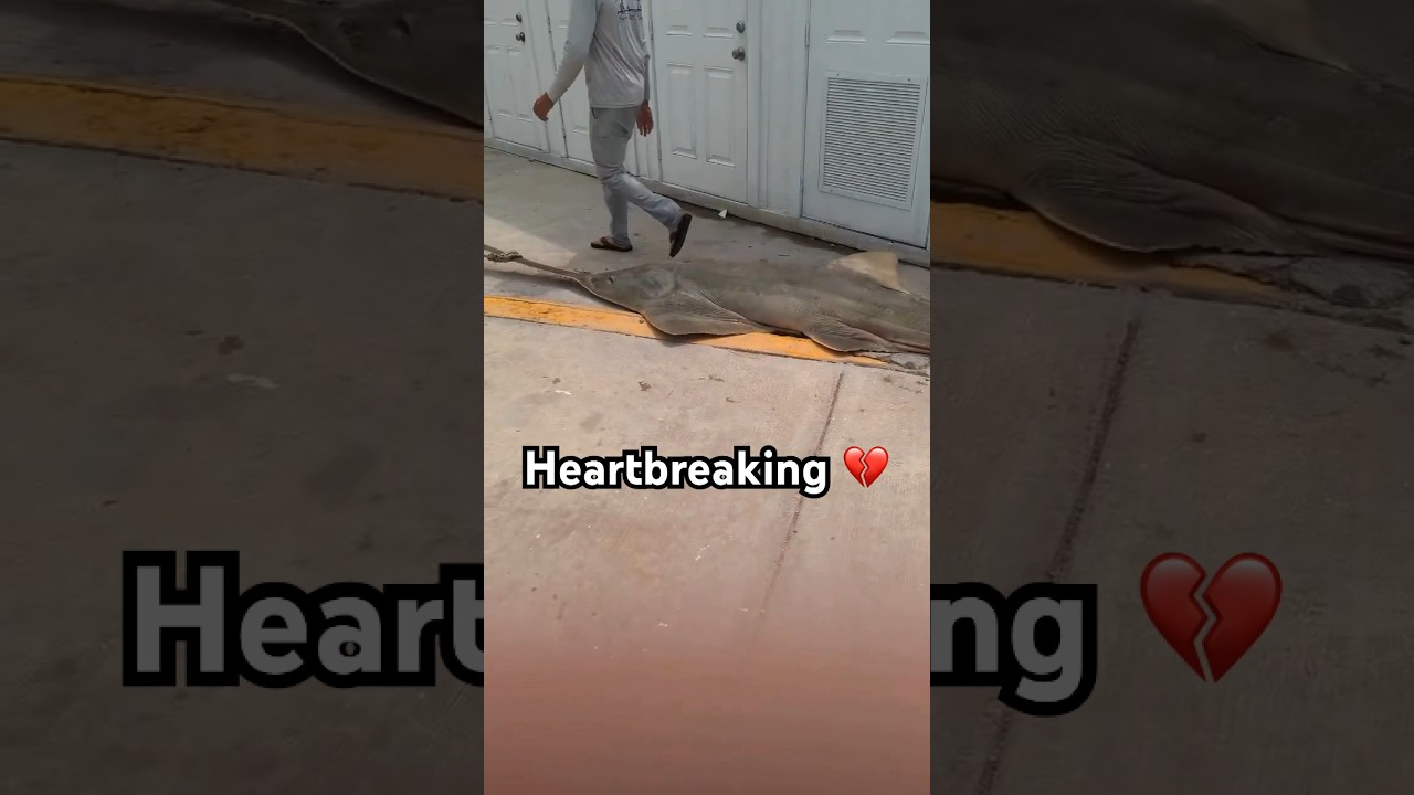 ENDANGERED SAWFISH DYING MYSTERIOUSLY 💔 Why?!?! 👇 