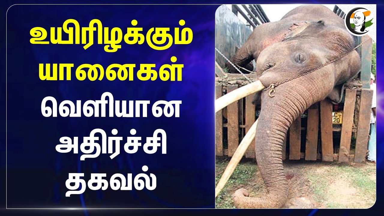 உயிரிழக்கும் யானைகள்.. வெளியான அதிர்ச்சி தகவல்.. | Elephant | Tamilnadu