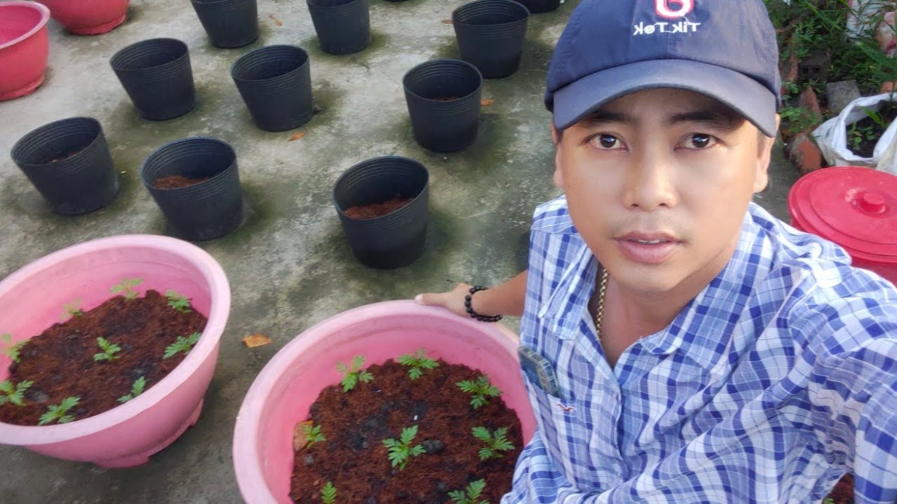 cách trồng bông vạn thọ tết 2026, tưới phân cho vạn thọ con phát triển, hữu cơ , huỳnh tinh vlog 